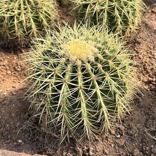 Seedling of the Golden Tiger Strong Thorn Cactus Succulent Plant for Office Computer Desk Radiation Protection Formaldehyde Absorption Radiation Protection