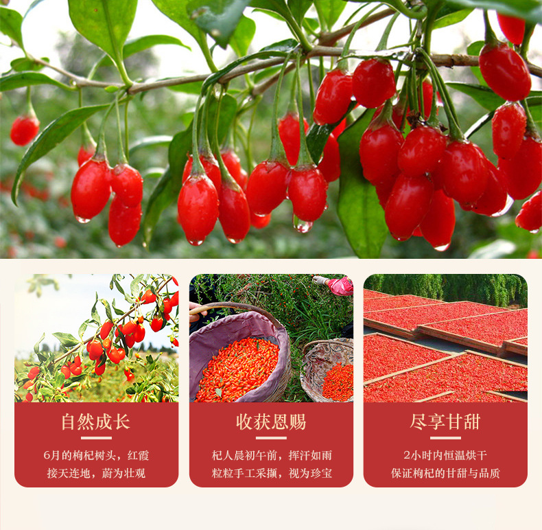 Large Grain Small Chili Goji Berries Ningxia Zhongning Dried Red Goji 500g specifications