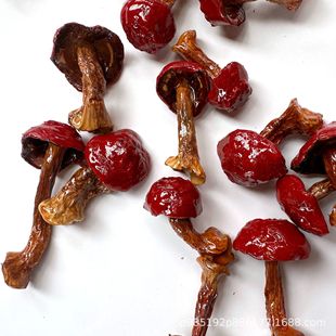 ��Ģ�����z�����Ұ������Ģ�����z��������Ģ�������N���������N