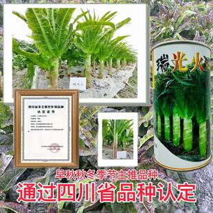 �N���߿�����t���~���n�S�N���ͺ��͵͜��紺�ﶬ�����n�ķN��