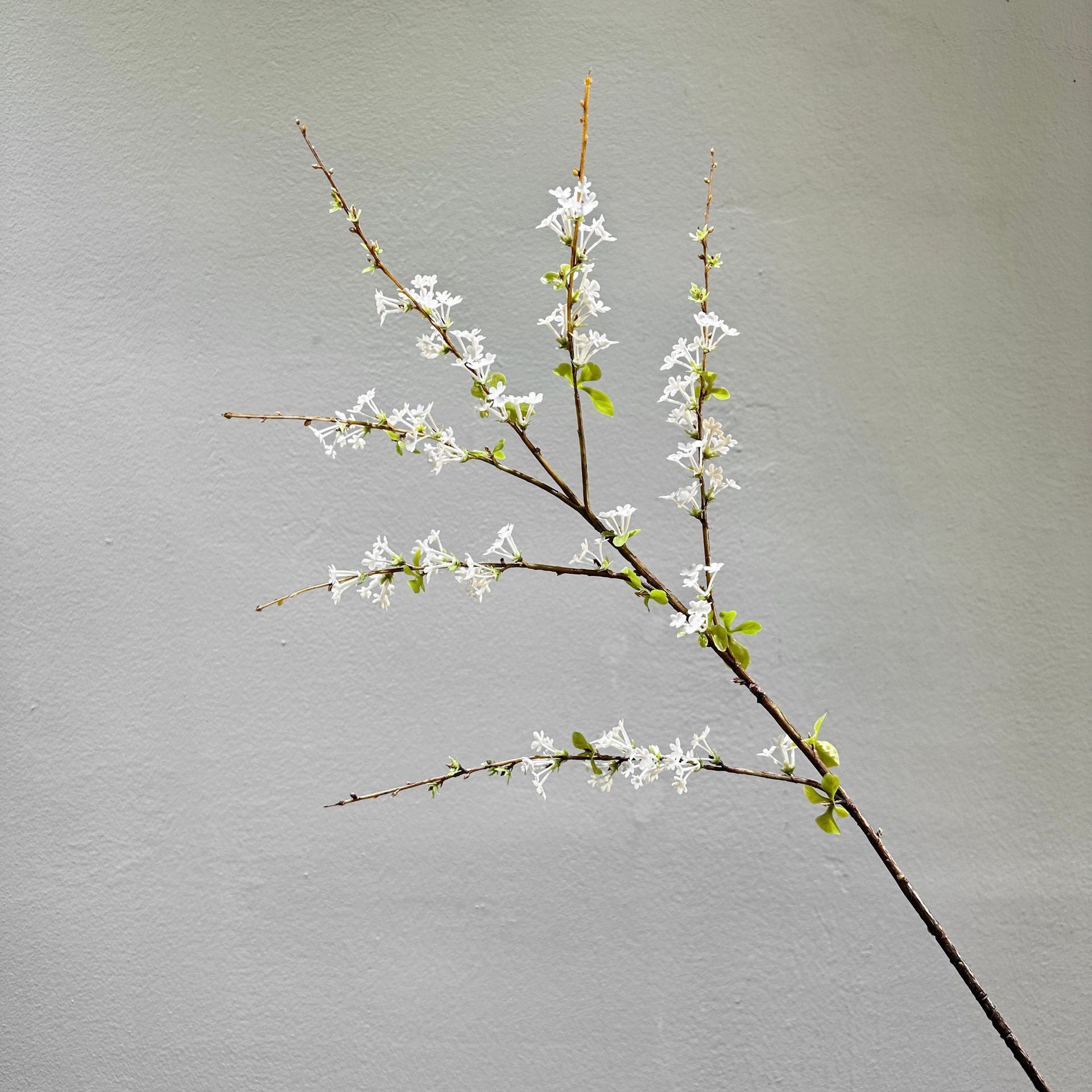 떨어지는 눈 눈 버드나무