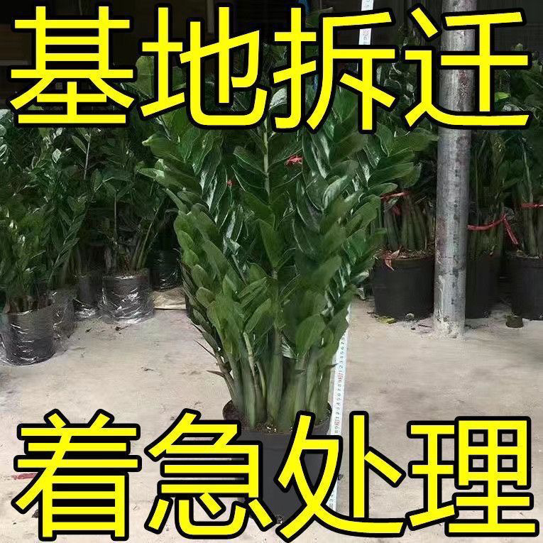 Large Money Tree Potted Plant Indoor Living Room Easy to Maintain Office Green Plant Large Money String Money Tree