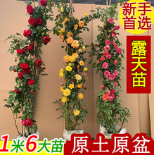 1.5���ٱ��¼����Nޱ������������ֲ��ͥԺ�ļ��������� õ���¼�