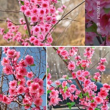 仿真桃花枝家居装饰花塑料假花仿真梅花樱花园林绿化工程大树绿化