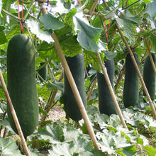 黑皮冬瓜蔬菜种子批发 超大高产大冬瓜 四季阳台菜园易种植种籽