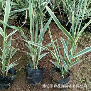 Wholesale of Variegated Bamboo for Wetland Greening, Park Decoration, and Aquatic Plants for Park Ponds