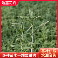 �ر���β�� ���@�ر��Gֲ�o�¾G����β�� �޸����ܹ�����β�ݻ�