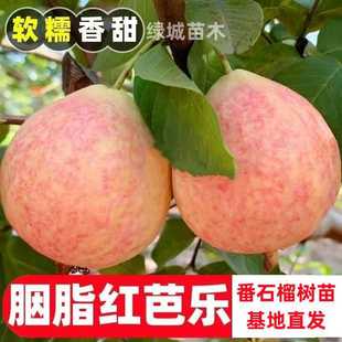 �ļ���ʯ�������֬�t��ʯ��t�İŘ��uʺ������ͥԺ���Ԯ���Y��