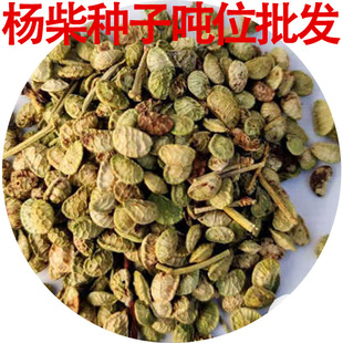 ���l���N�������P������ɹ����S���ѹ�ľ��ͥ�@ˇ