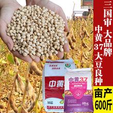 中黄37黄豆种子高蛋白大豆种子高产量抗倒状耐寒耐涝抗病春夏种籽