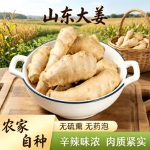 山东水洗无泥风干黄姜大黄姜生姜姜月子老姜姜块5斤i整箱批发