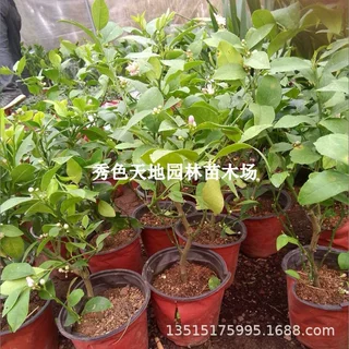 香水柠檬树苗盆栽带果室内室外结果无籽四季柠檬苗食用柠檬树果苗