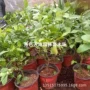 室外无籽盆栽食用果苗