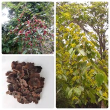 沙藏铜钱柳种子金钱树金钱柳青钱柳种子鸟不宿量大优惠高出芽率