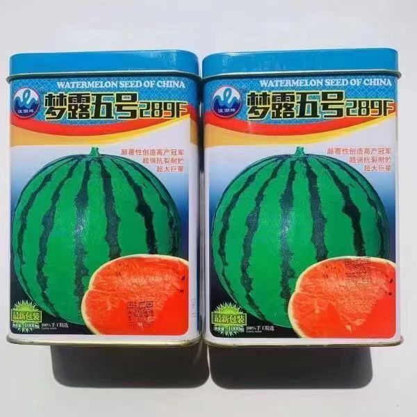 梦露五号西瓜种子特大园型高糖高产耐运输小籽基地专用新品种