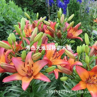 Sunset Lily Bulb Tiger Eye Evergreen Seed Balcony Courtyard Flower Early Spring Flower Viewing Perennial Bulb Plant