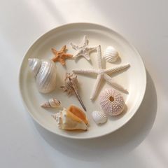 天然貝殻ヒトデ装飾品、巻貝水槽造園、手作りDIY素材、天然ジュエリー写真小道具