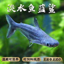 渔你有约蓝鲨观赏鱼热带鱼群游鱼虎鲨大型鱼龙鱼配鱼淡水龙鱼配鱼