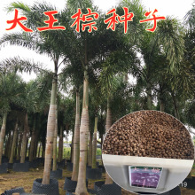 �²ɴ����طN�Ӵ���Ҭ���ؙ����ĹP��G����N�ӟᎧ��N