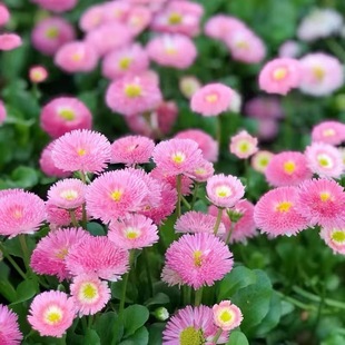 СrշNļ׷N҃ԻܺB׻Nݻl