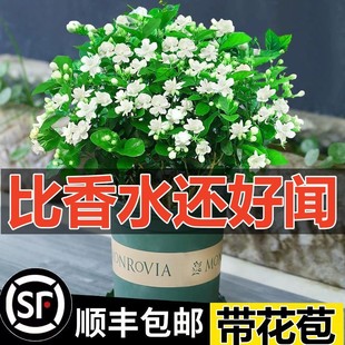 Strong-Scented Jasmine Seedlings Potted with Buds Gardenia Flower Plants Indoor Hydroponic Green Plants Jiuli Xiang Blooming in All Seasons