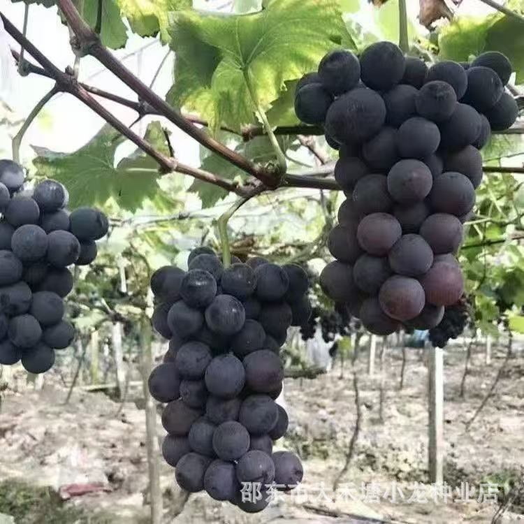 【种一颗全家吃】葡萄特大巨峰夏黑蓝宝石阳光玫瑰红提南方果种子