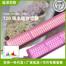 T20ȫ���V�����ˮ�羳������ɫ���ܜ����a�������ֲ�����L����