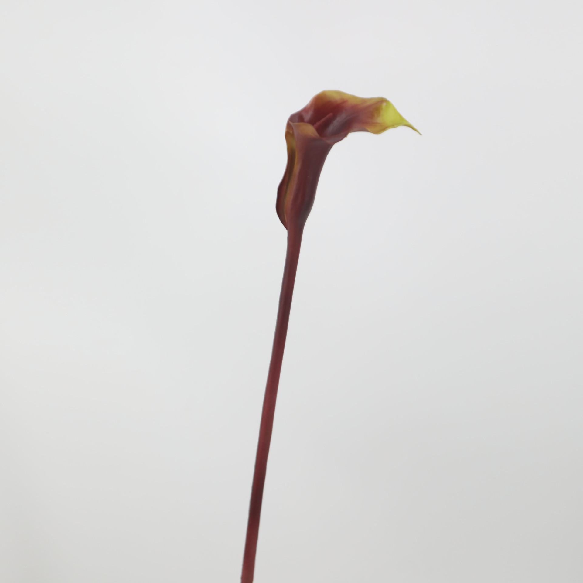 커피 레드