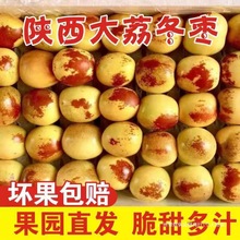 陕西大荔冬枣脆甜冬枣新鲜水果鲜枣大枣脆枣包邮