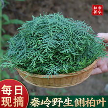 正品野生侧柏叶中药材500g扁柏叶皂角何首乌洗头包女贞子墨旱莲