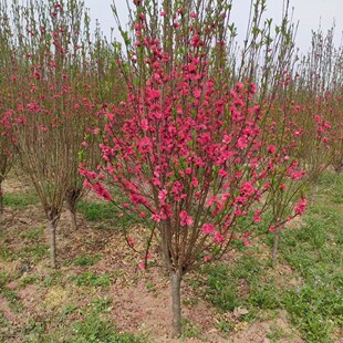 �������Թ����ձ�����/�����ͺ��_��С��ľ���ؾG��������ľ