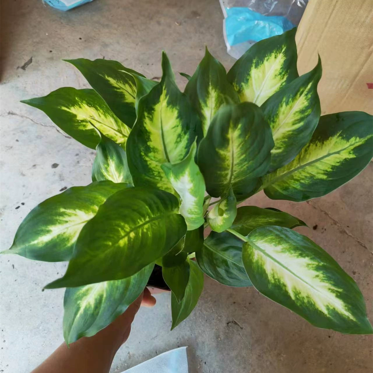 110 # розовое вечнозеленое растение в горшке зеленая растительная мозаика очистка воздуха в помещении небольшие Лиственные растения вечнозеленые все сезоны