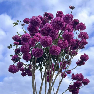 Guangdong Puning Purple Flower Bellwood Large Hydrangea Yellow Flower Bellwood Large Tree Seedlings Courtyard Landscape Tree Tree