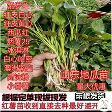 山东红薯苗地瓜苗烟薯25蜜薯苗地瓜种植紫薯苗100棵包邮