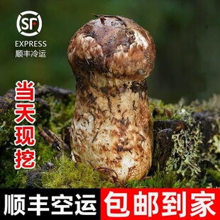 2025���r������������������ʳ�þ��a��ֱ�l�Ҝ����׸����l