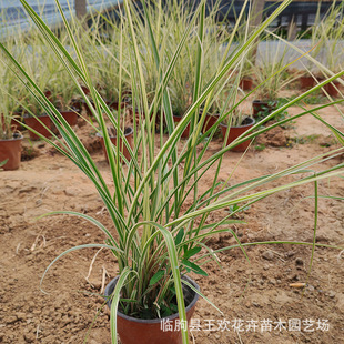 Flower and Leaf Seedling Potted Wetland River Landscape Project Courtyard Community Park Greening Seedling Base