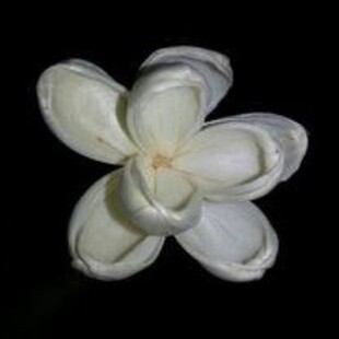 С˯ɏ�����o����޹��ͨ�ݻ�,��޹��,���ͻ�,ֲ�ﻨ,sola flower
