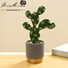 Realistic creative small pot, fashionable industrial decorations, cactus