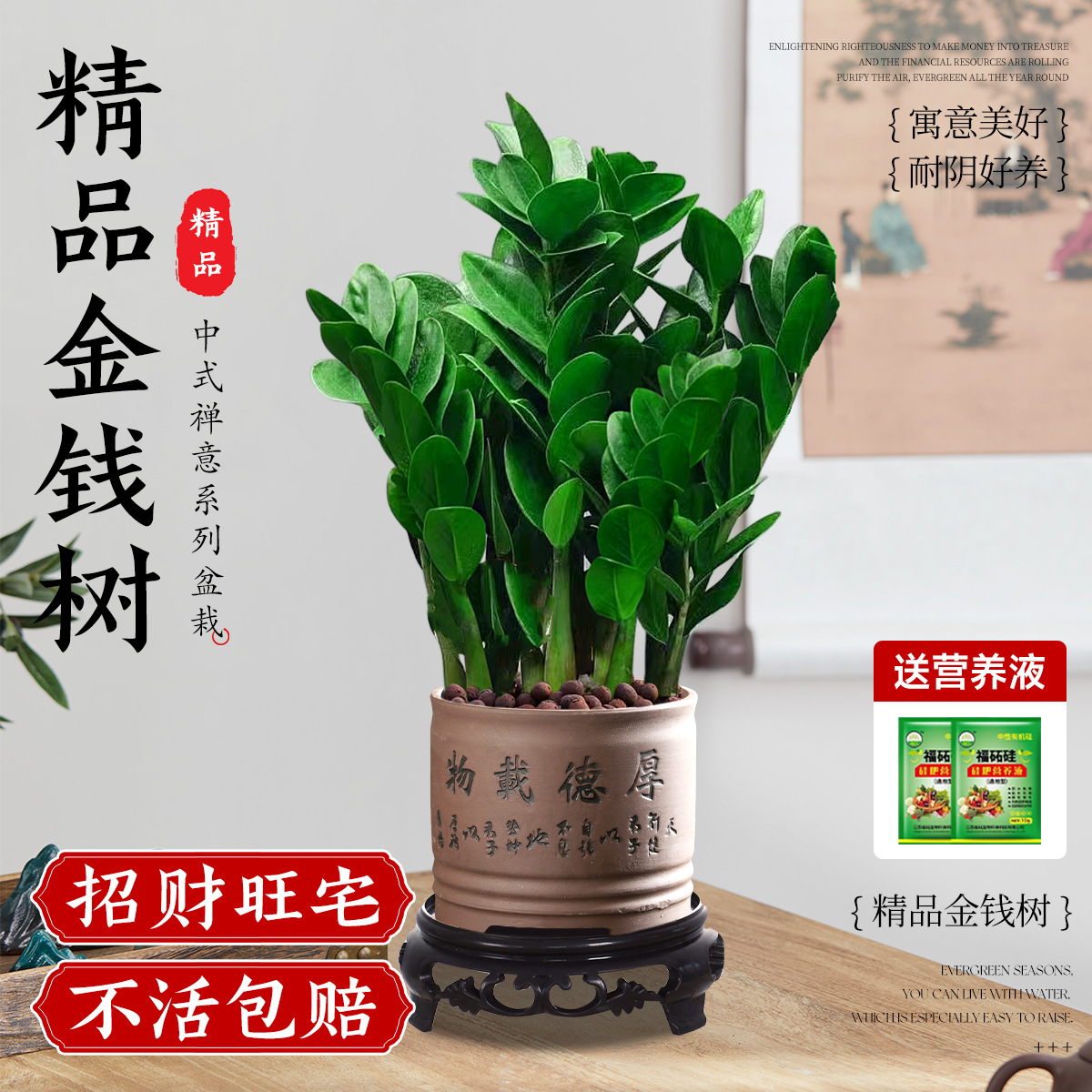 Pohon Uang Kecil, 20-25cm, 5-8 Tanaman (Termasuk Pot Tebal + Nampan) + Solusi Nutrisi Gratis