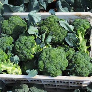 ���޺���ُ���ۡ����C���m�����r400g~500g/��