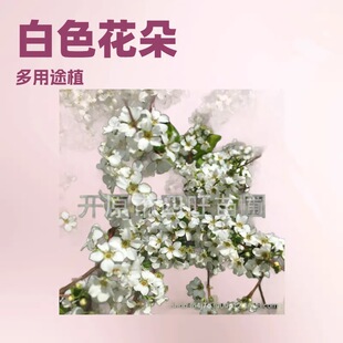 �|�����~�ۻ������� ��ѩ�� ��֦ѩ�� ���齑������a��