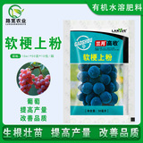 Луна орхидеи высока, пик солнечной розы увеличивает сахар и увеличивает урожай, виноградный порошок ингибирует смягчение фруктов.
