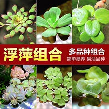 һ�~ɏˮ������ˮ��ֲ����~��Ƽ�A��Ƽ�të���^�pƯ���~��ˮ��