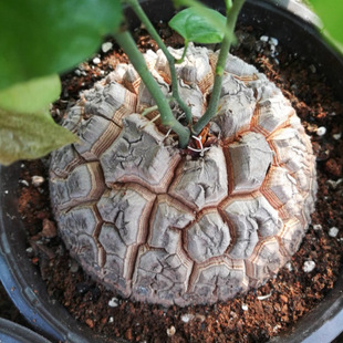 Tuberous South African Tortoise Dragon Succulent Plant 5-6cm Bulb
