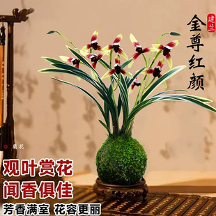 Orchid Seedlings Jianlan Jinzun Hongyan Four Seasons Orchid with Phnom Penh Indoor Balcony Easy to Grow Flowers Potted Green Plants Wholesale