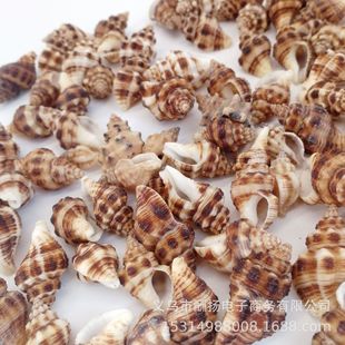 Natural small shell conch 2-3cm wax rock snail diy glass bottle micro landscape fish tank decorative drift bottle