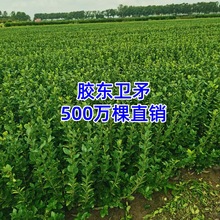 �lì���綬�����ļ����಻���~�lì�翹��ͥԺ�h��ֲ���z�|�lì��