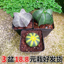 新款锦多肉植物仙人球盆栽开花办公室内桌面仙人掌花卉绿植