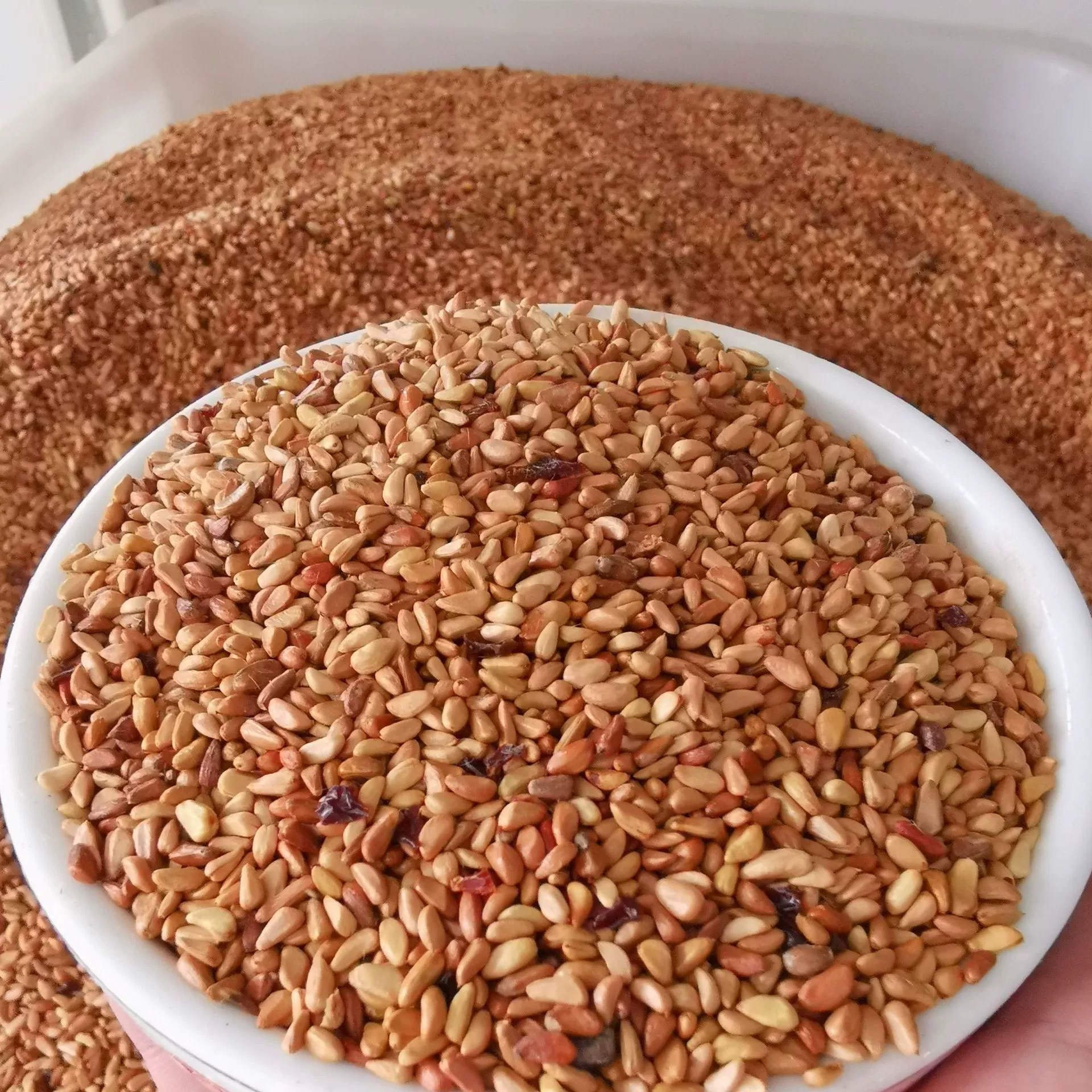 Семена розы оптом красная колючая роза Семена Красная колючая Слива Космос Гипсофила подсолнечника