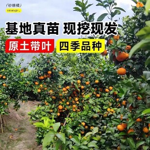 ɰ���ٹ������ϱ����Nֲ�۽��箔��Y�����Ե���ͥԺ�o�����Ә���